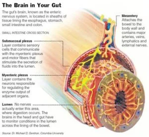 A diagram of the Enteric Nervous System