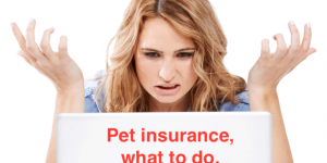 A Note on Pet Insurance in Ireland & UK