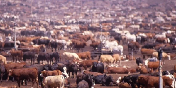 CAFO