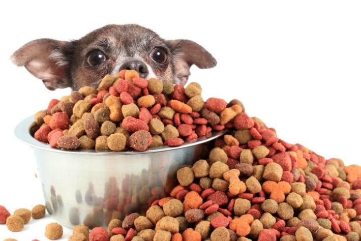 dry dog food causes itch in dogs