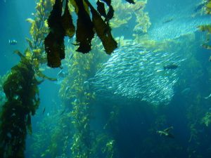 a kelp forest - kelp is used as seaweed for dogs