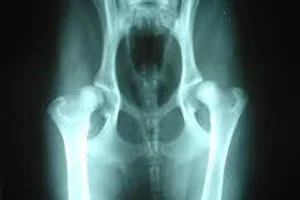 Arthritis in Dogs