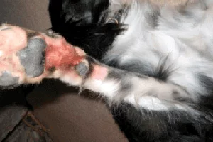 dog skin conditions