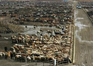 CAFO