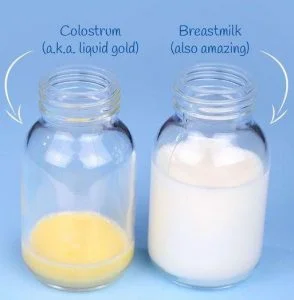 Colostrum