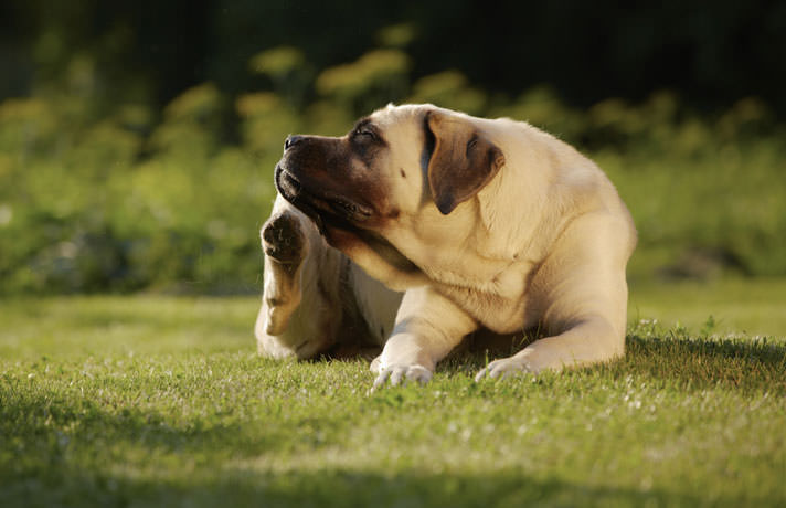 canine atopic dermatitis is a top cause of itch in dogs