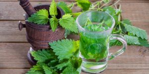 Nettle effective at treating seasonal allergy in dogs – how to prepare