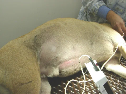 Bloated Dog