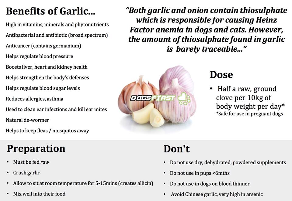 raw garlic for dogs