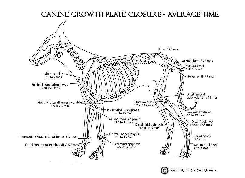 Canine Growth Plate Closure Average Time