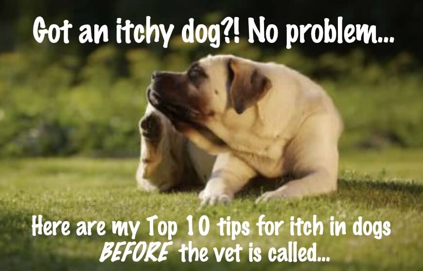 Top 10 tips for itchy dogs