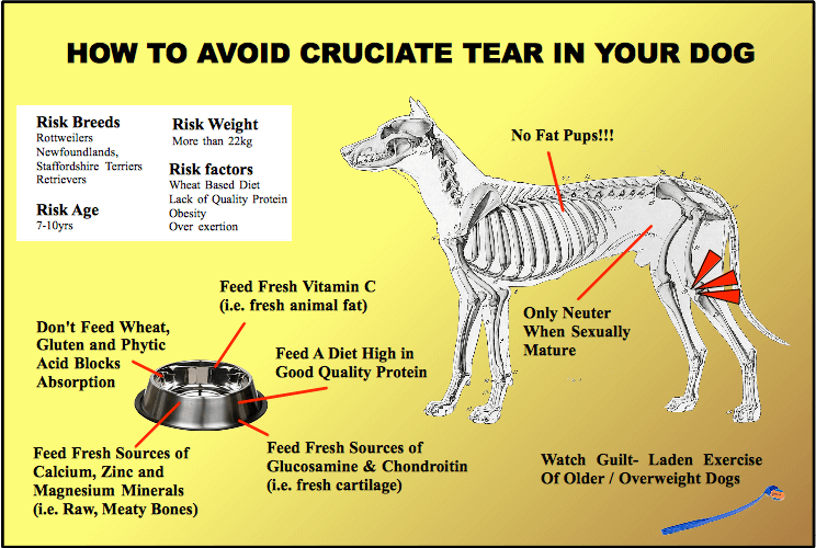 prevent_ACL_Tears_in_Dogs