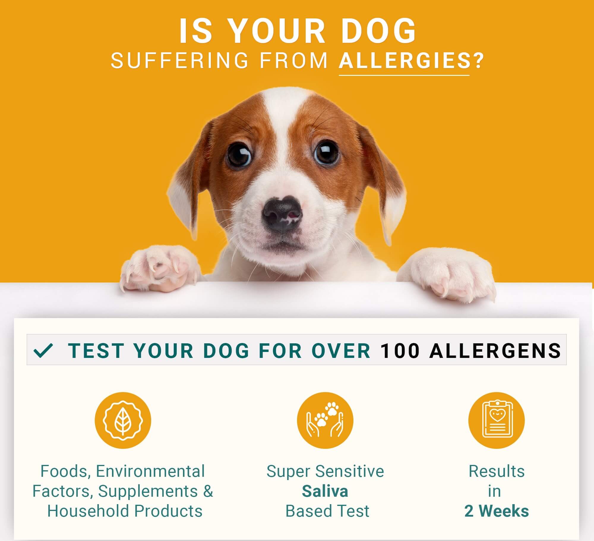 dogs and allergies