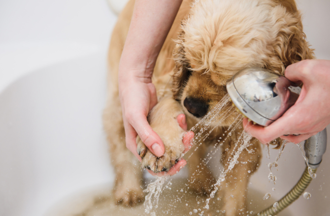 best dog shampoo for itchy dogs