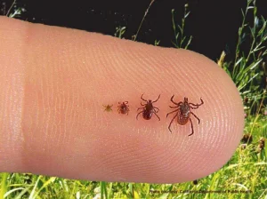 ticks on dogs