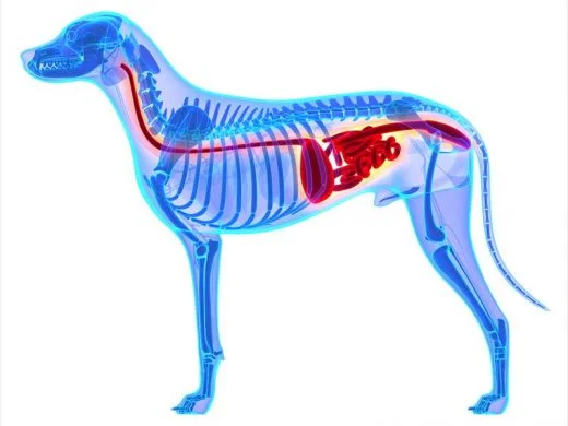 IBS in dogs