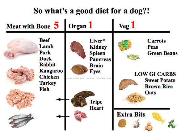 Raw dog food infographic