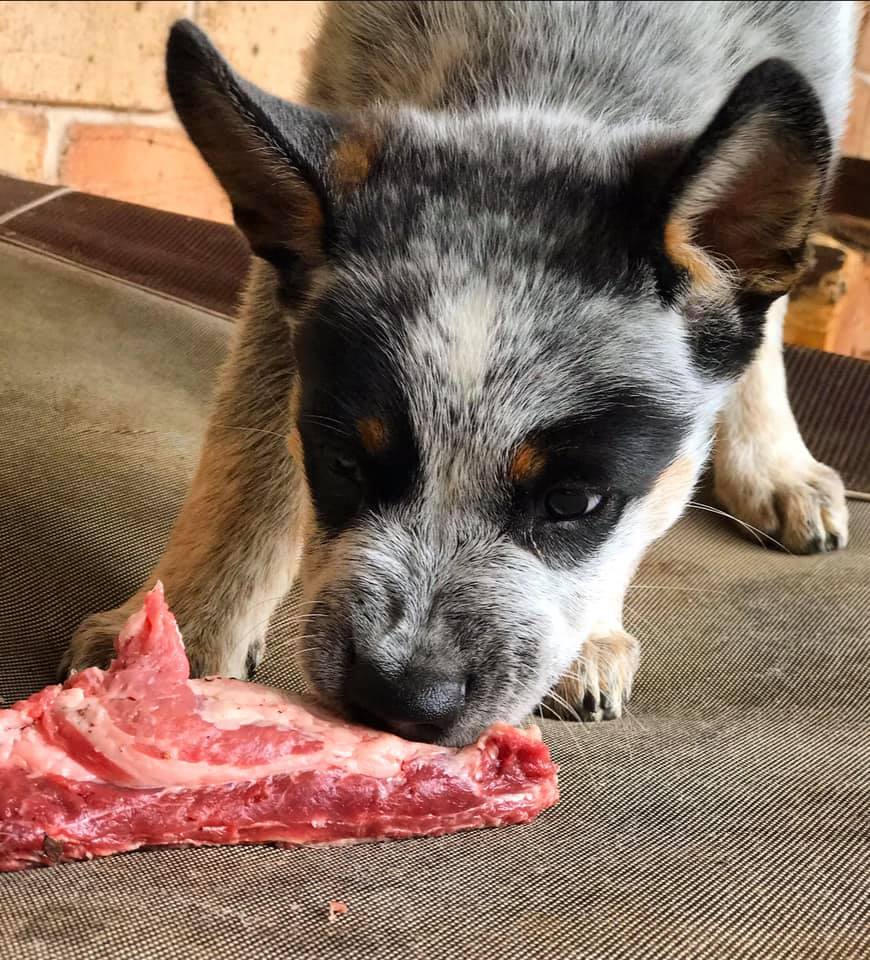 dog eating a raw bone