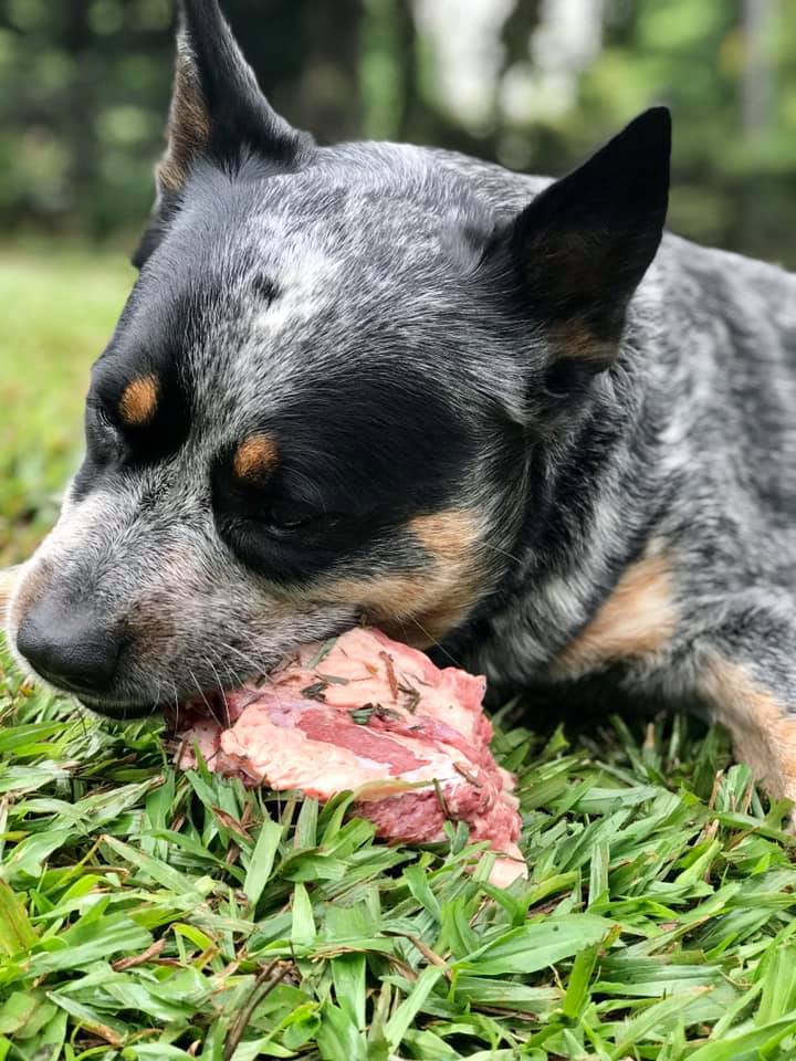 dog eating a raw bone