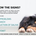 symptoms of bloat in dogs