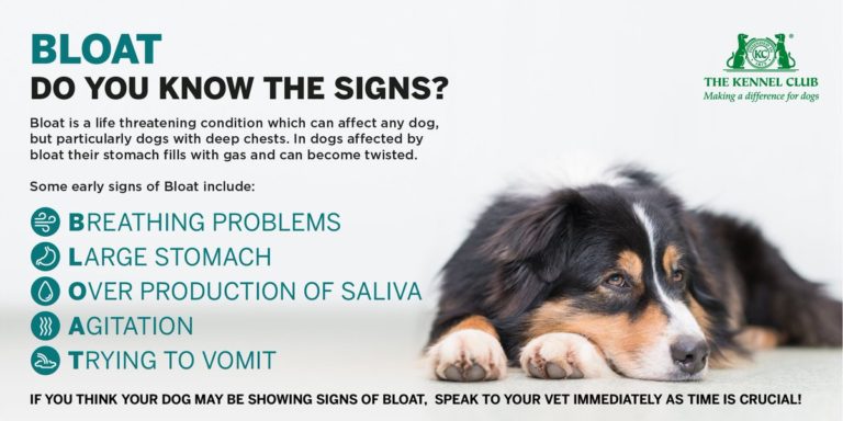 symptoms of bloat in dogs