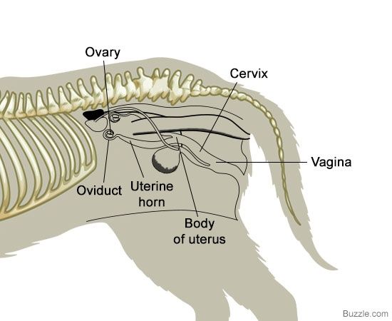 female dog ovarian anatomy
