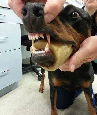 dog with bone stuck in mouth
