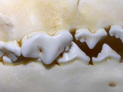 the carnassial tooth in the dog