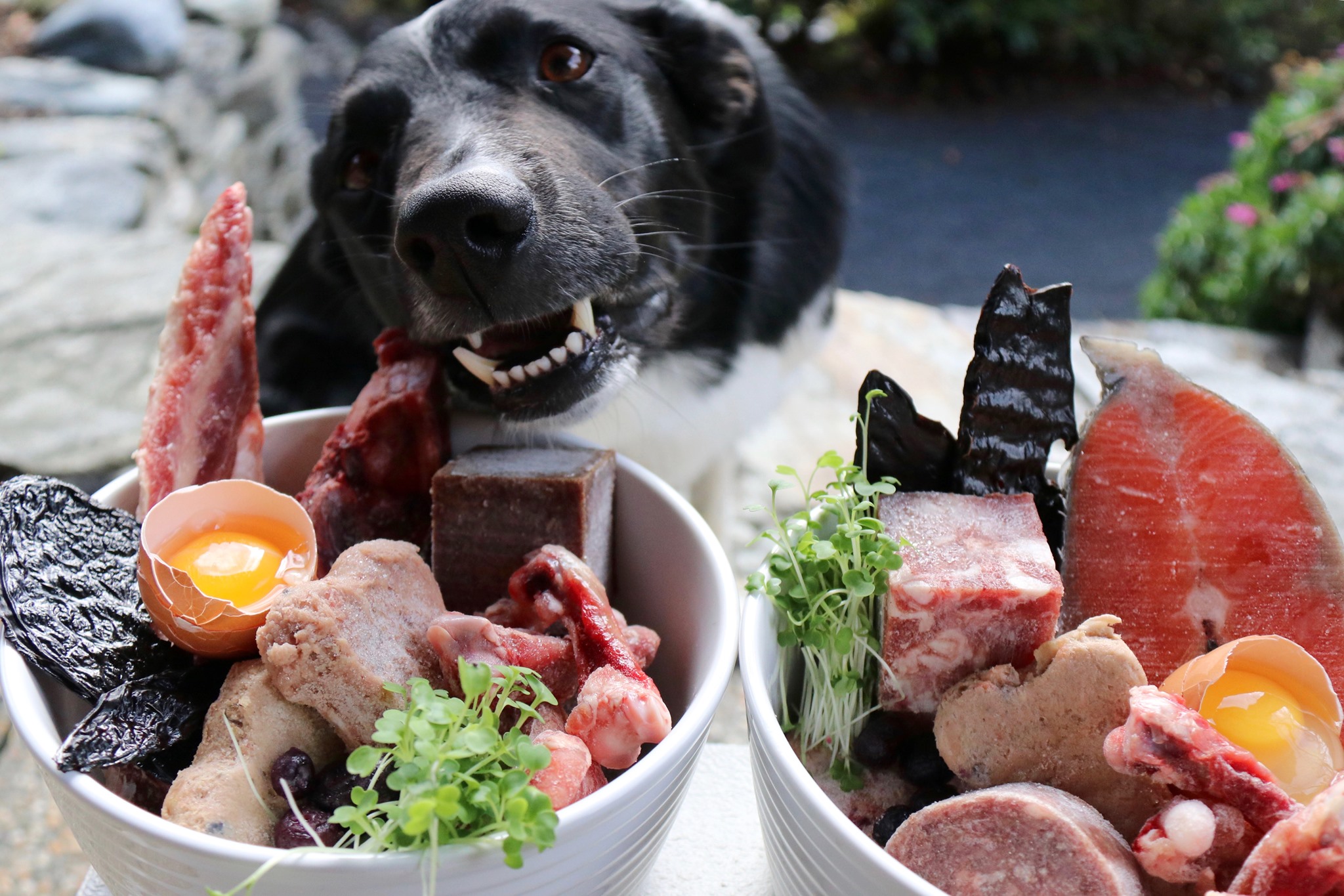 raw dog food cover pic