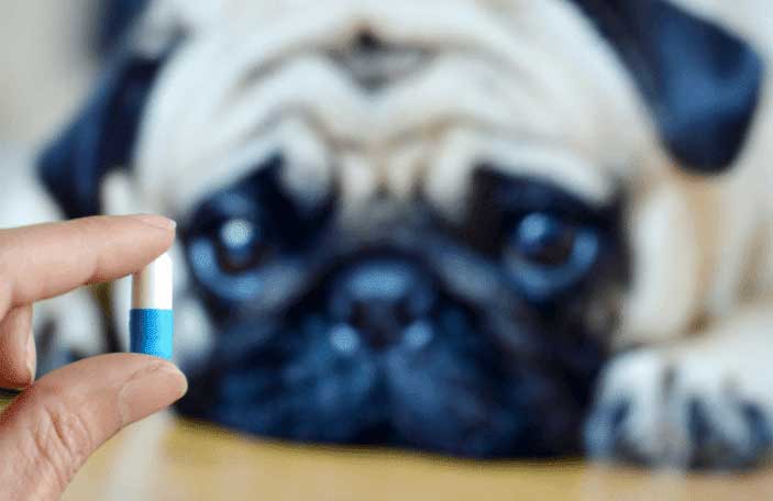 Important Notes on Supplementing Dogs with Vitamins