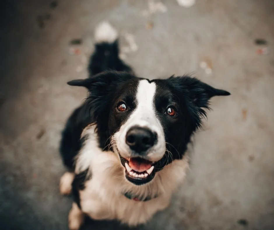 What causes yeast Infection In Dogs