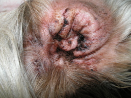 Yeast infection in dog ears