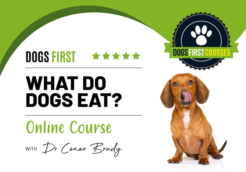 dogsfirst courses 04
