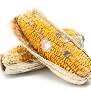 Mycotoxins found on corn, wheat, etc., can be fatal to dogs - Dry pet food is full of cereal.
