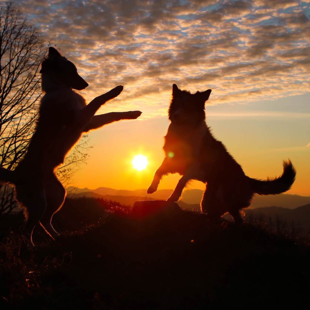 Two dogs playing happily in the sunset
