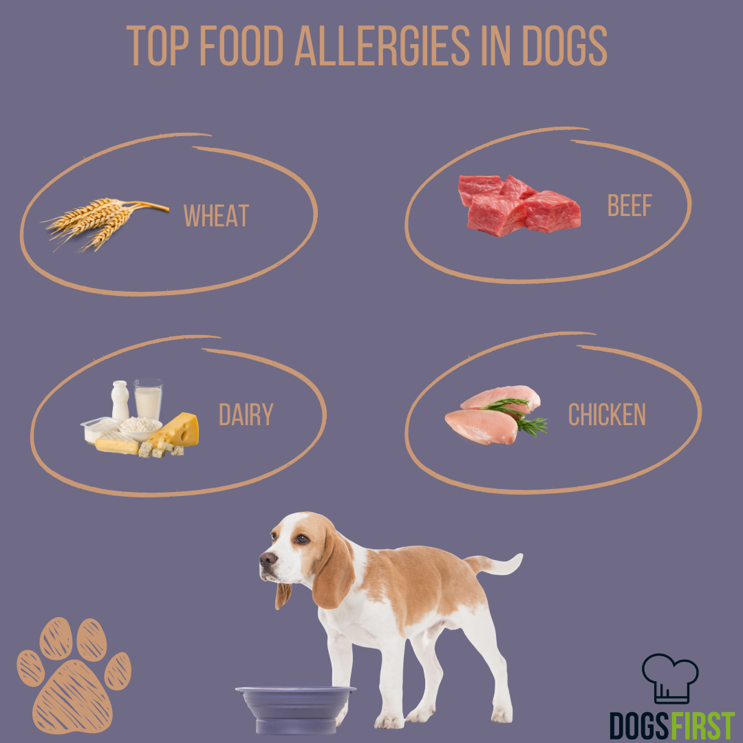 Allergies In Dogs: What Are Dogs Allergic To? [Part 3]