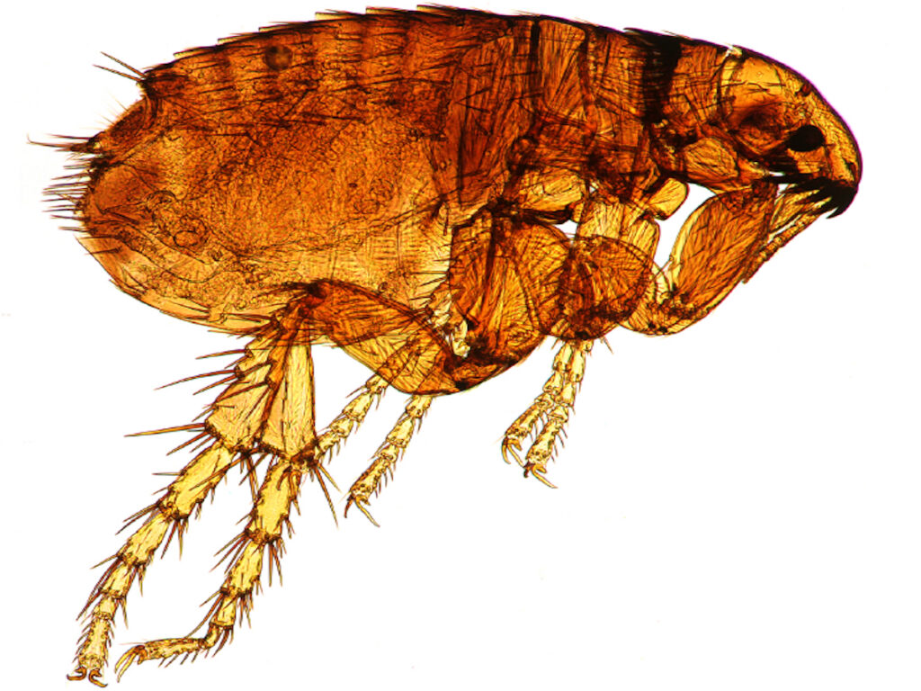 microscopic flea