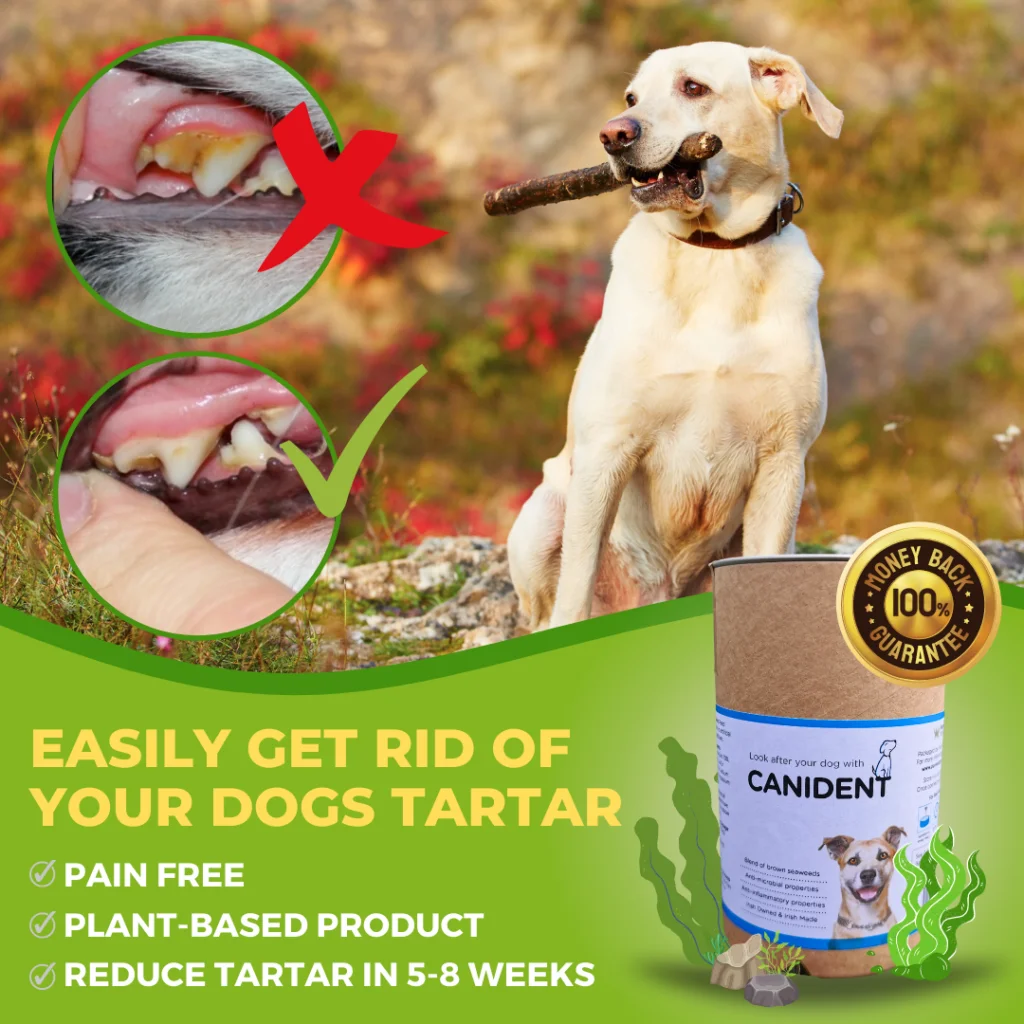 Lack of dietary abrasion is a problem for many dry AND raw fed pets today. Tartar is not just about bad breath. It's a constant, low-grade infection of the mouth that is to be avoided at all costs. For those that don't / can't feed raw meaty bones, we strong recommend Canident. It's a simple, natural and deeply nutritious daily addition to your dogs diet that will remove tartar from their teeth in 5-8wks or your money back!