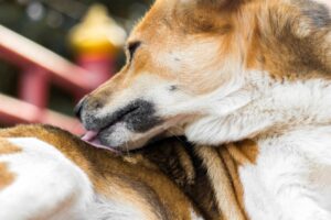 dog lick swallow flea