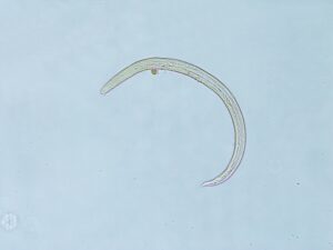 lungworm larvae