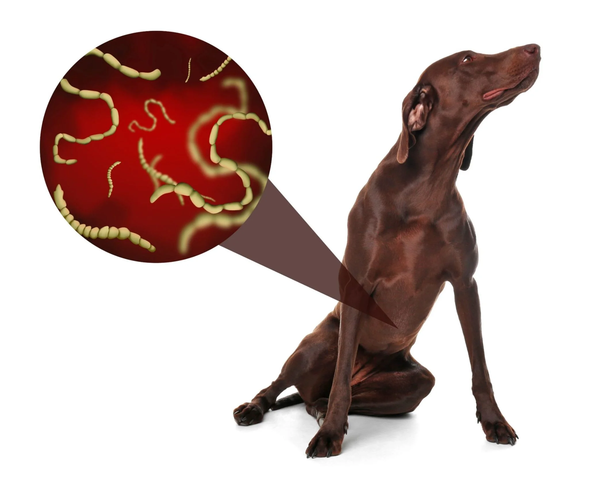 does chewing tobacco get rid of worms in dogs Worm Treatment in Dogs: Choose natural over chemical