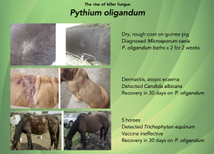 Propythium