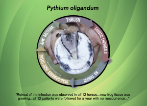 Propythium